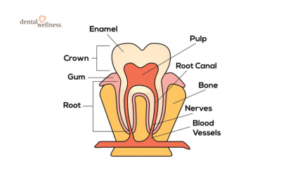 Is There Any Alternative to Root Canal Treatments? Part 2